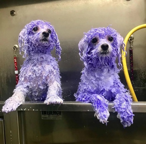 Отбеливающий шампунь Les Poochs Pooch Bright фото 2